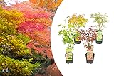 Bloomique - Mischung aus 4 Japanischen Ahornbäumen - Winterharte Pflanzen - Gartenpflanzen Winterhart - Höhe 20-30 cm - Topf 10,5 cm