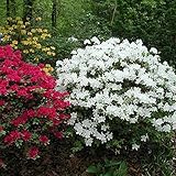 Gardeners Dream Weiße Azalee (1 Stk.) – Japanische Rhododendron-Pflanze – Immergrüne Azalee, winterhart – mehrjährige, blühende, winterharte Topfgartenpflanzen – winterharte Kübelpflanzen