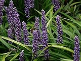 10 x Liriope muscari ‚Lilac Wonder' im 1 Liter Topf (Ziergras/Staude/Winterhart/Mehrjährig/Stauden/Immergrün) Lilientraube - Zarte Wunder in lilafarbener Pracht - von Stauden Gänge