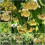Lindenbaum baumsamen - pflanztöpfe winterfeste für kübel stauden winterhart mehrjährig grünpflanzen zimmerpflanzen - Seltene serie - exotische topfpflanzen draußen 25samen