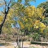seidenbaum winterhart schlafbaum bio vachellia farnesiana zimmerbonsai, gartenblumen sträucher winterhart blühend bonsaibaum 300samen