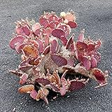 20 Stück Kakteensamen, Blumen Samen für Garten und Balkon,Ideale Garten Pflanzen, Balkon Pflanzen & Kübelpflanzen, 20Pcs Prickly Pear Cactus Seeds