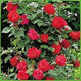 Kletterrose Santana - Kletter-Rose winterhart & duftend - Pflanze für Rankhilfe im 5 Liter Container von Garten Schlüter - Pflanzen in Top Qualität