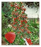 BALDUR Garten Kletter-Erdbeere 'Hummi®', 3 Pflanzen, Fragaria Erdbeerpflanze, schnellwachsende und rankende Klettererdbeeren, selbstfruchtend, winterhart, blühend, Fragaria x ananassa
