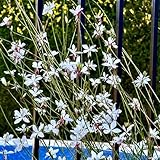 prachtkerzesamen, gaura lindheimeri, kletterpflanzen winterhart bio prachtkerze winterharte k眉belpflanzen bodendecker 100pcs