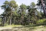 100 Samen Waldkiefer Pinus sylvestris, Baum Samen, Nadelbaum, Föhre,Gewöhnliche