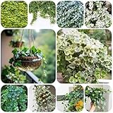 efeutute zimmerpflanze samen, Efeu Samen bodendecker winterhart mehrjährig, hängetopf gartenpflanzen, hydrokultur nachhaltig exotische pflanzen pflanzensamen bonsai samen indoor 300pcs