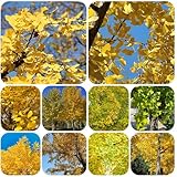 ginkgo baum samen, pflanzensamen hochbeete für garten balkon deko büropflanzen dekopflanzen bonsai samen stauden winterhart mehrjährig baumsamen exotische samen kräuter samen indoor 10pcs