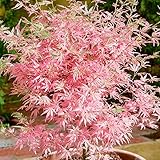 Acer palmatum Taylor - Japanischer Ahorn - Großer, im Topf bereitgestellter Baum für den Außenbereich