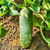 radieschen samen bio, alte gemüsesorten samen, bonsai samen indoor rettich samen samen gemüse, pflanzen garten gemüse samen, hochbeet samen pflanzen balkon, gemüse saatgut 300pcs