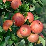Topaz®, robuster Winterapfel, Buschbaum (kleinbleibend), 120-140cm, im Topf