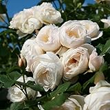 Kletterrose „Uetersener Klosterrose' (Premium) - cremeweiß blühende Topfrose im 6 L Topf - frisch aus der Gärtnerei - Pflanzen-Kölle Gartenrose