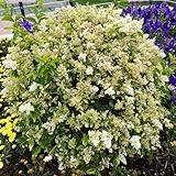 liguster winterharte garten liguster heckenpflanzen, winterharte sträucher strauch garten 500samen