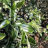 Zimt, kräuterbeet balkon kaufen geschenke für gartenliebhaber alte sorten heilkräuter balkonpflanzen heilpflanzen kräutersamen immergrüne 150Samen