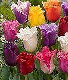 10 Tulpen Zwiebeln bunt gemischte Crispa Blumenzwiebeln Garten Frühling Blumen