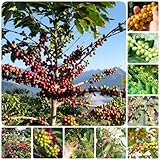 350 pcs kaffeebohnen set samen - gemüsepflanzen balkonpflanzen winterhart kaffee bohnen Kaffeepflanze, wintergemüse saatgut dekopflanzen küchenkräuter vegetable seeds bohnenkraut pflanze
