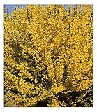 BALDUR Garten Forsythie, 1 Pflanze, Goldglöckchen Goldflieder (Forsythia), Wind- & Sichtschutz, winterhart, blühend, Schnittblume, Forsythia Intermedia
