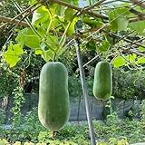 Wachskürbis Wintermelonen hochbeet balkon wintergemüse gemüsesamen winterharte kübelpflanzen, kräutersamen dachbegrünung winterharte für garten, 10samen