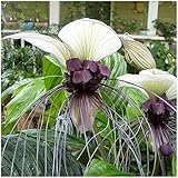GERMINATION SEEDS: Bat Blume verwurzelt Pflanze 10 Samen, fleur blanche Chauve-souris Pflanze 'Fledermausblume: Only Seeds