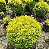 liguster exotische winterhart liguster heckenpflanzen winterharte garten minigarten, strauch immergrün grünpflanzen 40samen