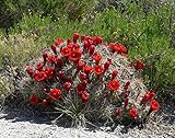 Echinocereus triglochidiatus Hardy Kakteensamen!