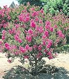 BALDUR Garten Flieder des Südens, 1 Pflanze, Lagerstroemia Indica Kreppmyrte winterhart, für Standort in der Sonne geeignet, blühend, sehr pflegeleicht und resistent gegen Krankheiten