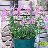 isotoma fluviatilis samen, blumen pflanzen für draußen für balkon garden deko bodendecker wildblumensamen winterhart exotische winterharte 100pcs