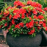 Gardeners Dream Weiße Azalee (1 Stk.) – Japanische Rhododendron-Pflanze – Immergrüne Azalee, winterhart – mehrjährige, blühende, winterharte Topfgartenpflanzen – winterharte Kübelpflanzen