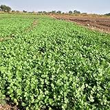 koriandersamen bio zimmerpflanzen exotische indoor garten gemüsepflanzen balkonpflanzen winterhart dachbegrünung garten gemüsebeet pflanzendeko, 50samen