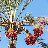 dattelpalme kaufen samen - deko wohnzimmer balkon samen hochbeet gewächshaus balkon topfpflanzen für draußen blumengarten hochbeet für balkon pflanzen samen balkon pflanze topfpflanzen 120pcs
