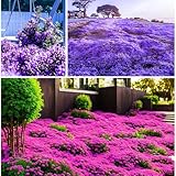 3000+ Stück Thymian, Bodendecker Winterhart Mehrjährig, Rot und Lila Kriechender Thymian