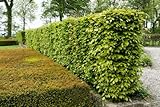 Rotbuchen 10st. 80-120cm Heckenpflanze Rotbuche Fagus sylvatica Gartenhecke Wurzelware Baum Wald Anpflanzungen