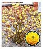 BALDUR Garten Edgeworthia Grandiflora, 1 Pflanze, winterhart, mehrjährig, blühend, duftend, Edgeworthia chrysantha, Zierstrauch, japanischer Papierbusch,