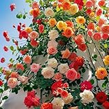 Kletterrose Mischung 200 Stück Samen Bunte, Blumen pflegeleichte Kletterrosen für Garten, Zaun, Wand & Fenster – Ganzjährig pflanzbar