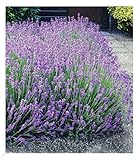 BALDUR Garten Blauer Lavendel Duftlavendel, 3 Pflanzen Lavandula angustifolia echter Lavendel, winterharte Staude, trockenresistent, mehrjährig, bienenfreundlich und schmetterlingsfreundlich, blühend