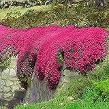 Rote Kriech-Thymian Samen – Mehrjährige Bodendecker-Pflanze, Nicht-GVO Thymus Serpyllum Blumensamen für Garten und Balkon (200 Rot)