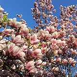 Purpur Magnolie -magnolia liliiflora-30 Samen Biene freundlich