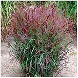 1 x Panicum virgatum 'Squaw' im 1 Liter Topf (Ziergras/Gräser/Winterhart/Mehrjährig/Staude/Stauden) Feuerrote Rutenhirse - Ziergras mit leuchtendem Farbenspiel - von Stauden Gänge