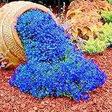 Rote Kriech-Thymian Samen – Mehrjährige, Winterharte Bodendecker-Pflanze, Thymus Serpyllum Blumensamen für Garten, Balkon und Landschaftsgestaltung (400pcs Blau)