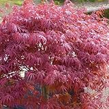 Japanischer Zwergahorn 'Peve Dave', palmatum, rotlaubig, 19 cm Topf