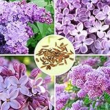 30pcs Lila Duftende Flieder Strauch Samen Vulgaris Syringa Blumen-Samen / 30pcs Lila Duftende Flieder Strauch Samen Vulgaris Syringa Blumen-Samen. Lilac, Feder Zierpflanzen, mit dem releas