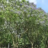 jacaranda blumensamen balkon balkonpflanzen winterhart bonsai gartenpflanzen zimmerpflanzen exotische pflanzensamen wildblumenwiese 80samen
