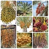 dattelpalme kaufen samen - winterharte pflanzen für balkon outdoor pflanzen exotische pflanzen balkon beet baum bonsai samen bonsai baum balkonpflanzen küche deko blumengarten 35pcs