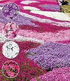 BALDUR Garten Phlox-Mix Flowers of the Sea,8 Pflanzen, bildet dichte Teppiche, immergrüner, winterharter Bodendecker-Mix, wie ein Meer in bunten Farben, pflegeleicht & trockenresistent