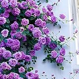 100PCS Kletterrose Samen Blumen für Balkon, Garten, Wand und Fenster | Einfach zu pflanzen & pflegen - Ideal für Dekoration das ganze Jahr über