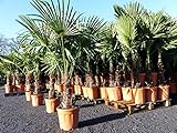 gruenwaren jakubik XXL Palme winterhart 180 cm Trachycarpus fortunei, Hanfpalme, Top-Qualität