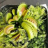 Venusfliegenfalle Pflanze Samen, winterharte pflanzen für garten Dionaea muscipula, winterharte pflanzen deko wohnzimmer, bonsai samen winterharte stauden bonsai samen indoor, 100pcs