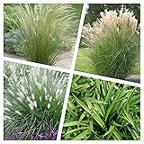 4 x Ziergras Kollektion im 1 Liter Topf (Ziergras/Gräser/Winterhart/Mehrjährig/Staude/Stauden) Vier Gräser, unendliche Gestaltungsmöglichkeiten - Blickfang - von Stauden Gänge
