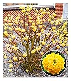 BALDUR Garten Edgeworthia Grandiflora, 1 Pflanze, winterhart, mehrjährig, blühend, duftend, Edgeworthia chrysantha, Zierstrauch, japanischer Papierbusch,