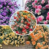 kletterrosen Samen Blumen Winterhart Duftend - 200 Stück Mischfarbe Kletterrosensamen Kletterrose für Garten, Balkon & Vertikale Begrünung